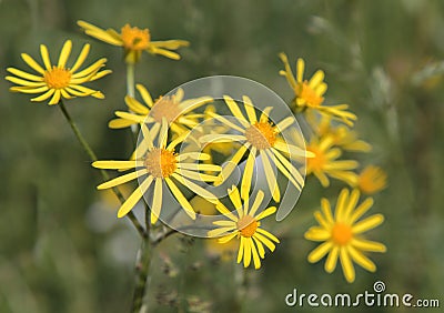 Common Ragwort (Senecio jacobaea) Stock Photo