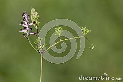 Common ramping-fumitory flower with blurred green background Stock Photo