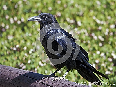 Common Raven Stock Photo