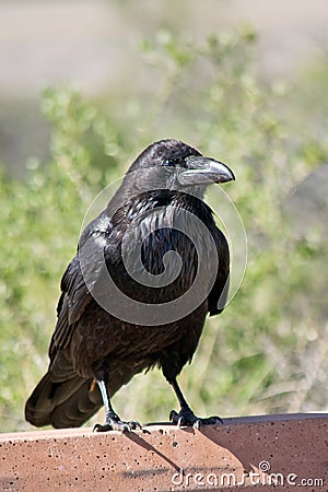 Common Raven in Canyonlands National Park Stock Photo