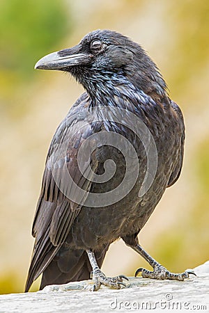 Common Raven Stock Photo