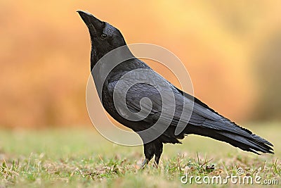 The common raven - Corvus corax Stock Photo