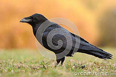 The common raven Corvus corax, also known as the northern raven, Stock Photo