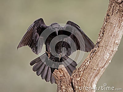 Common raven (Corvus corax) Stock Photo