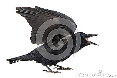 Common Raven Corvus corax, isolated on white background with open wings Stock Photo