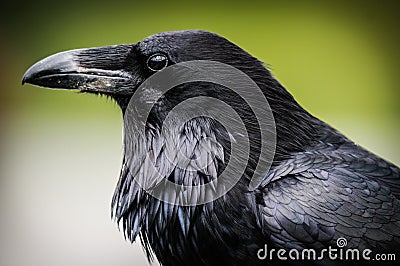 Common Raven (Corvus corax) Stock Photo