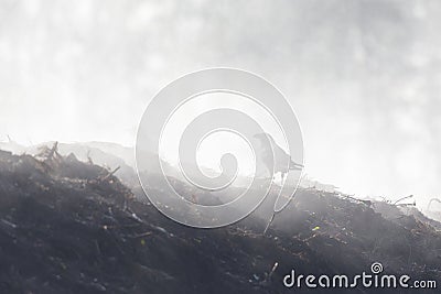 A common raven Corvus corax in the mist Stock Photo