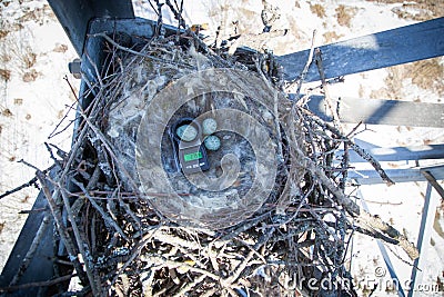 Common Raven Corvus corax - nest Stock Photo