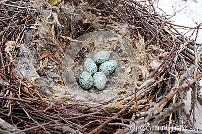Common Raven Corvus corax - nest Stock Photo