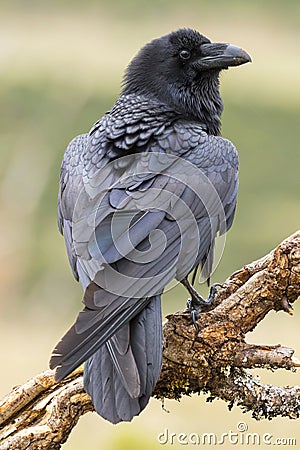 Common Raven (Corvus corax ) Stock Photo
