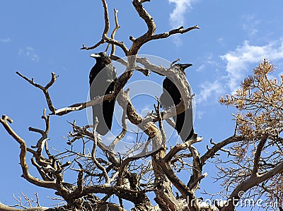 Two Common Ravens (Corvus corax) perched on a dry tree Stock Photo
