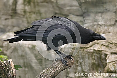 Common raven (Corvus corax). Stock Photo