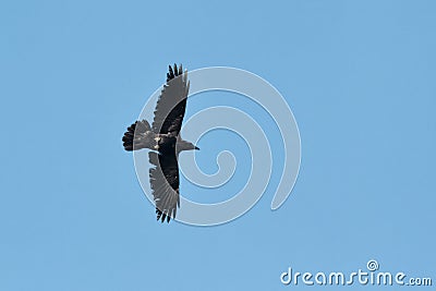 A Raven, Common Raven, or Northern Raven, Corvus corax, adult bi Stock Photo