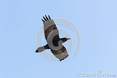 Flying Common Raven Stock Photo