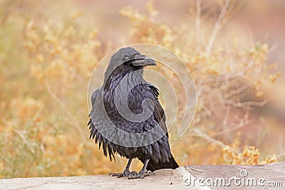 Common Raven with Ruffled Feathers Stock Photo