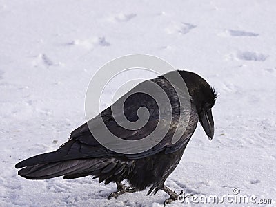 Common Raven walking in the snow, Alberta, Canada Stock Photo
