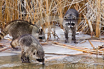 Common Raccoons Stock Photo