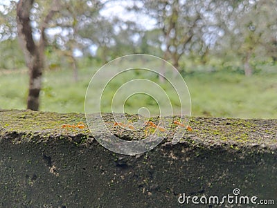 Common red ants live in colonies. Stock Photo