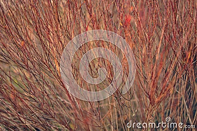 Common red dogwood / cornus sunguinea autumn or winter red branches Stock Photo