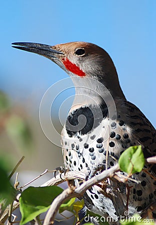 Common (Red Shafted) Flicker Stock Photo