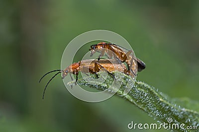 Common Red Soldier Beetle Stock Photo