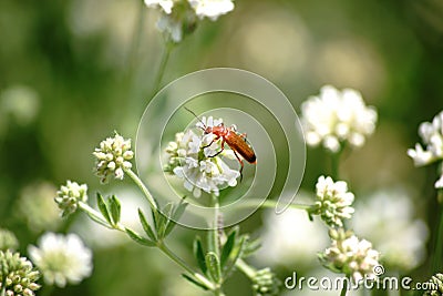 Common Red Soldier Beetle on Dorycnium Stock Photo