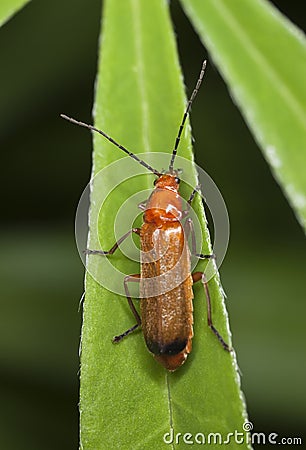 Common red soldier beetle (Rhagonycha fulva) Stock Photo