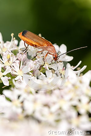 Common red soldier beetle ( Rhagonycha fulva ) also known as a hogweed bonking beetle Stock Photo