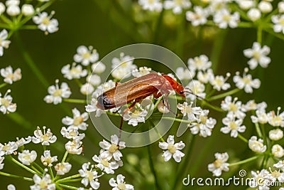 The common red soldier beetle Rhagonycha fulva, also misleadingly known as the bloodsucker beetle, is a species of soldier beetle Stock Photo