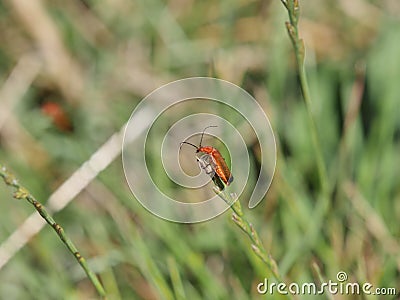 Common Red Soldier Beetle - Rhagonycha fulva on blade of grass Stock Photo