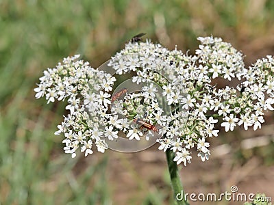 Common Red Soldier Beetle - Rhagonycha fulva on blade of grass Stock Photo
