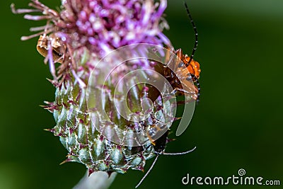 Common Red Soldier Beetle (Rhagonycha fulva) Stock Photo