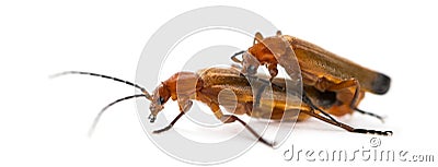 Common red soldier beetle, Rhagonycha fulva Stock Photo