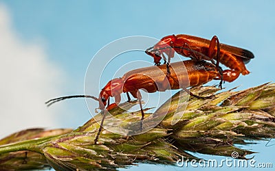 Common Red Soldier Beetles, Rhagonycha fulva Stock Photo