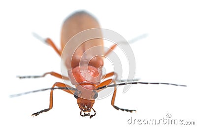 Common red solider beetle, Rhagonycha fulva isolated on white background Stock Photo