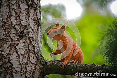 Common red squirrel sitting on a branch of a large coniferous tree Stock Photo