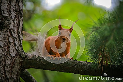 Common red squirrel sitting on a branch of a large coniferous tree Stock Photo
