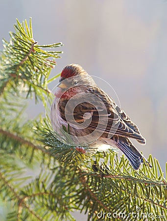 A Common Redpole rests on a Balsam bough Stock Photo