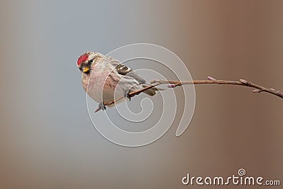 Common Redpoll Acanthis flammea sitting on a twig. Stock Photo