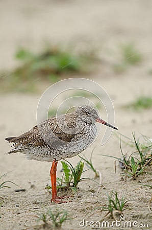 Common redshank Stock Photo