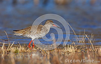 Common redshank Stock Photo