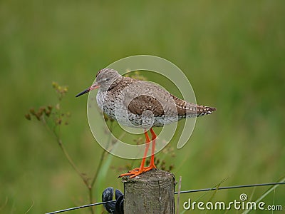 Common Redshank Bird on Pole Stock Photo