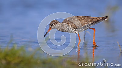 Common Redshank in shallow water Stock Photo
