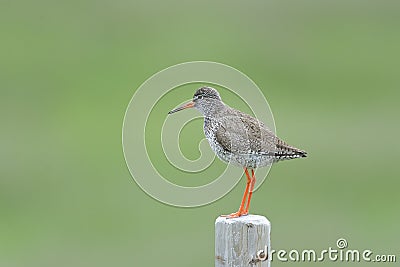 Common redshank, tringa totanus Stock Photo