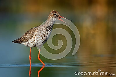 Common Redshank Tringa totanus standinf in a shallow water and calling Stock Photo