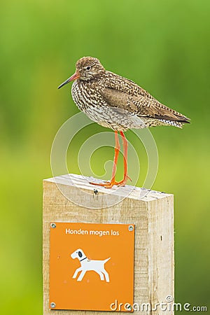 Common redshank tringa totanus wader bird perched on a warning sign to keep dogs on a leash Stock Photo