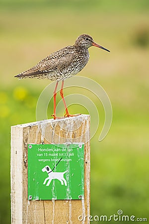 Common redshank tringa totanus wader bird perched on a warning sign to keep dogs on a leash Stock Photo