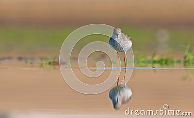 Common Redshank (Tringa totanus) Stock Photo