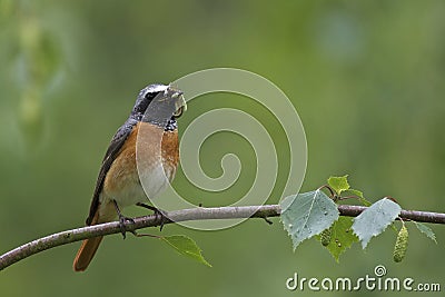 Common Redstart, male Stock Photo