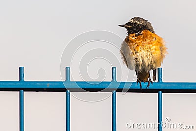 Common redstart Phoenicurus phoenicurus Stock Photo